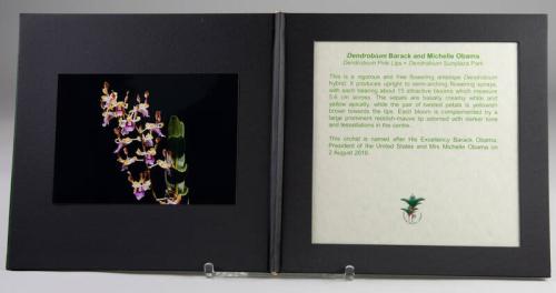 Portfolio with Photograph of the Orchid Named Dendrobium Barack and Michelle Obama