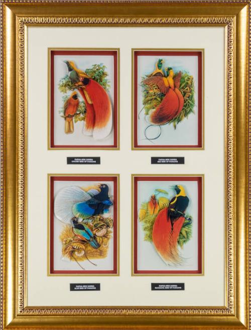 Birds of Paradise Art