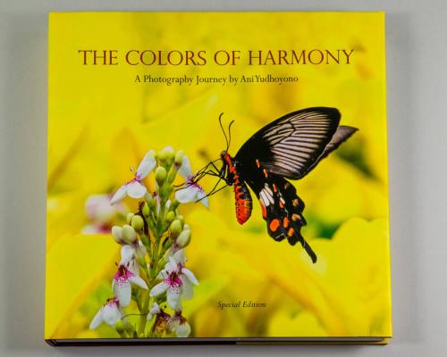 The Colors of Harmony: A Photography Journey