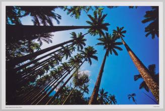 Botanic Garden | Rio de Janeiro | Brasil