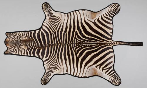 Zebra Pelt