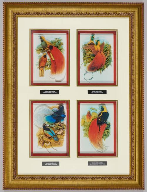 Birds of Paradise Art