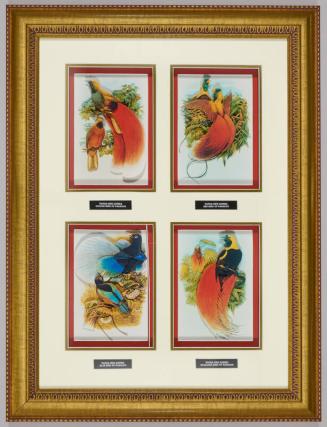 Birds of Paradise Art